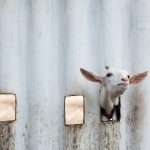 the family scapegoat support in UK