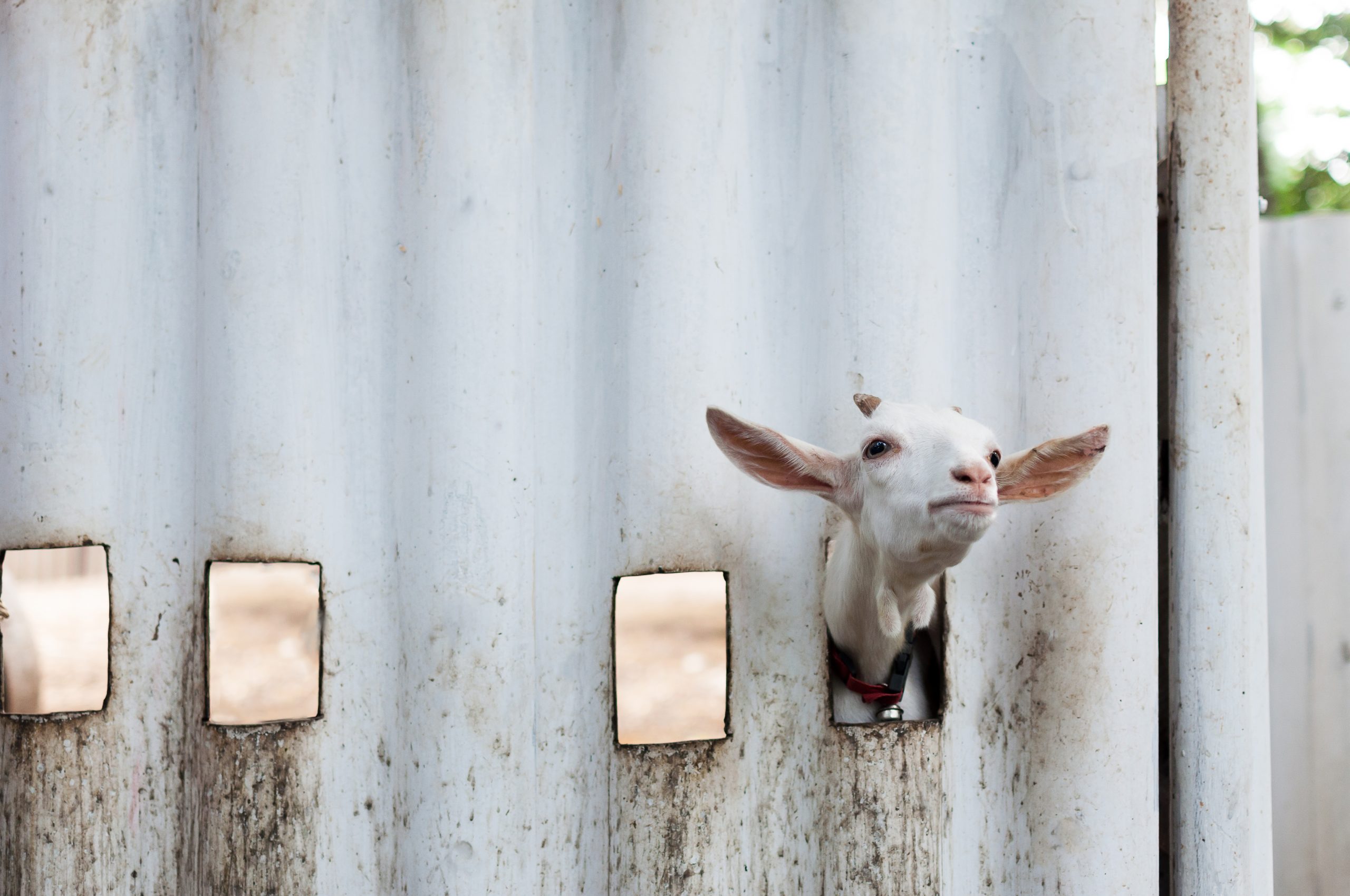 the family scapegoat support in UK
